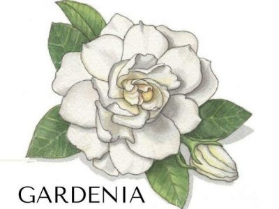 Gardenia Shop